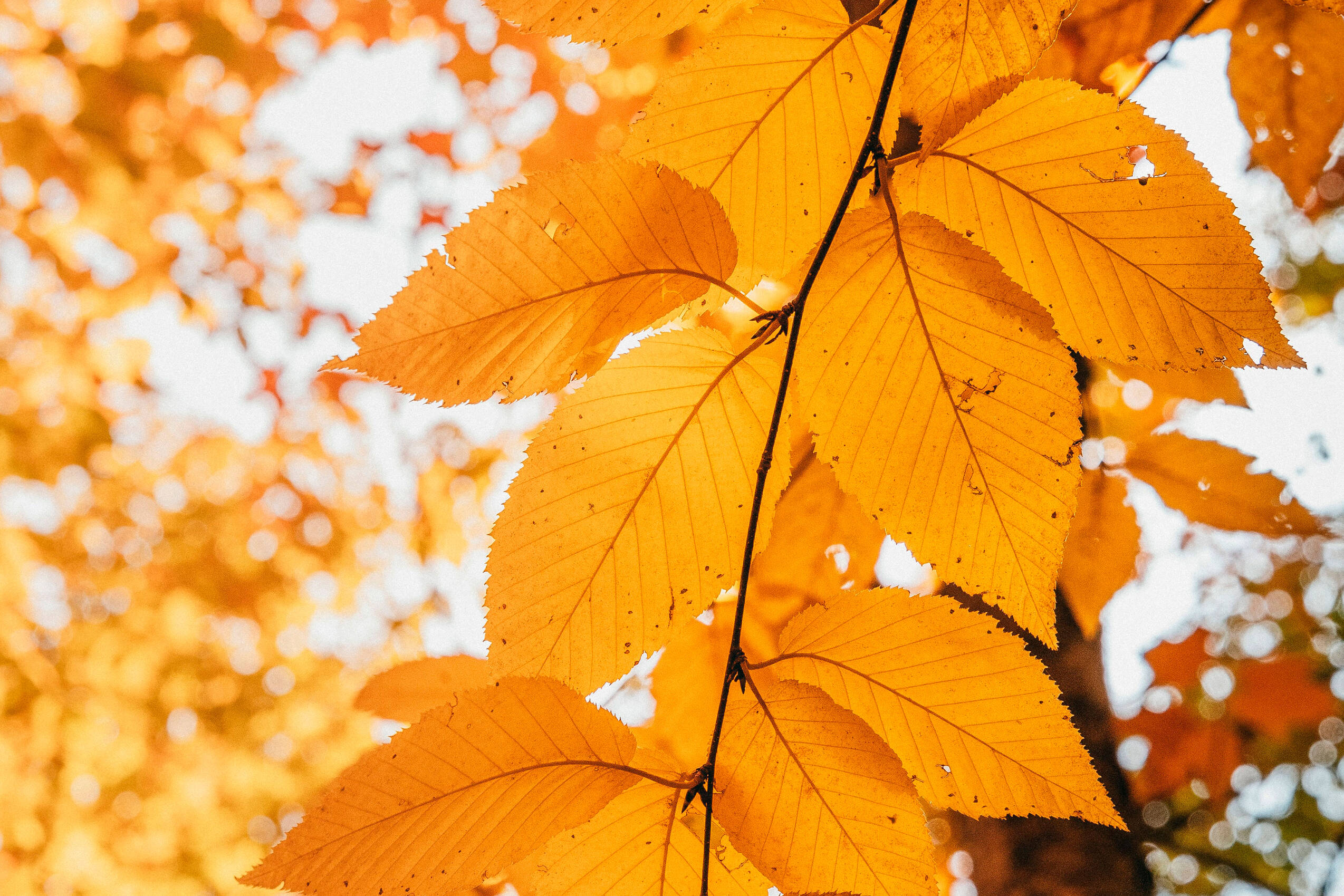 Golden Leaves