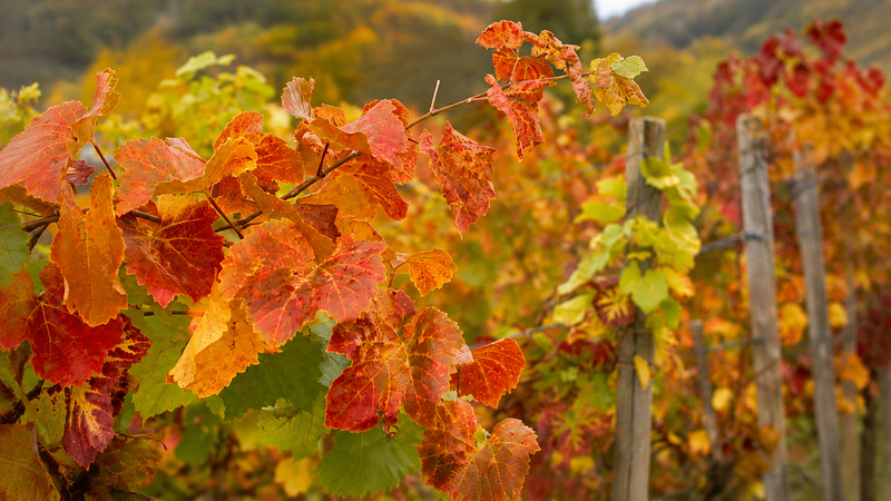 urlaub-angebote/goldener-oktober-s181433